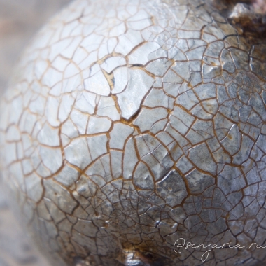 Фотокурс Новогодний декор